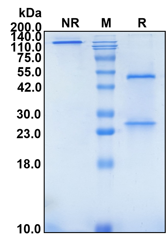(Rilotumumab)Biosimilar Reference Antibody-GS40607