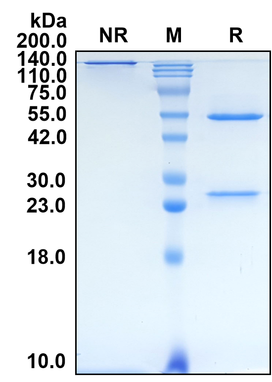 (Rinucumab)Biosimilar Reference Antibody-GS40610