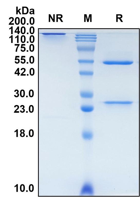 (Risankizumab)Biosimilar Reference Antibody-GS40612