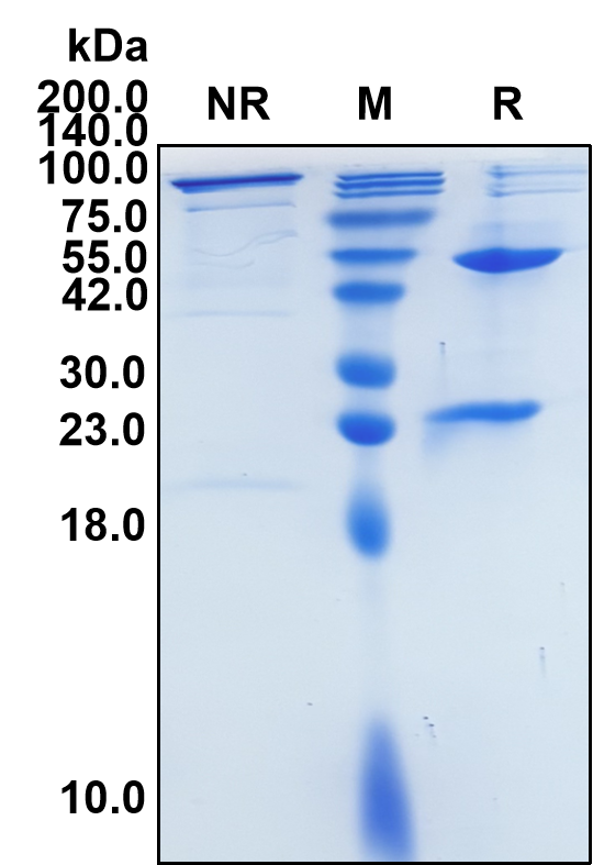 (Rituximab)Biosimilar Reference Antibody-GS40613