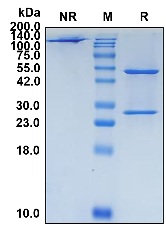 (Ficlatuzumab)Biosimilar Reference Antibody-GS40266
