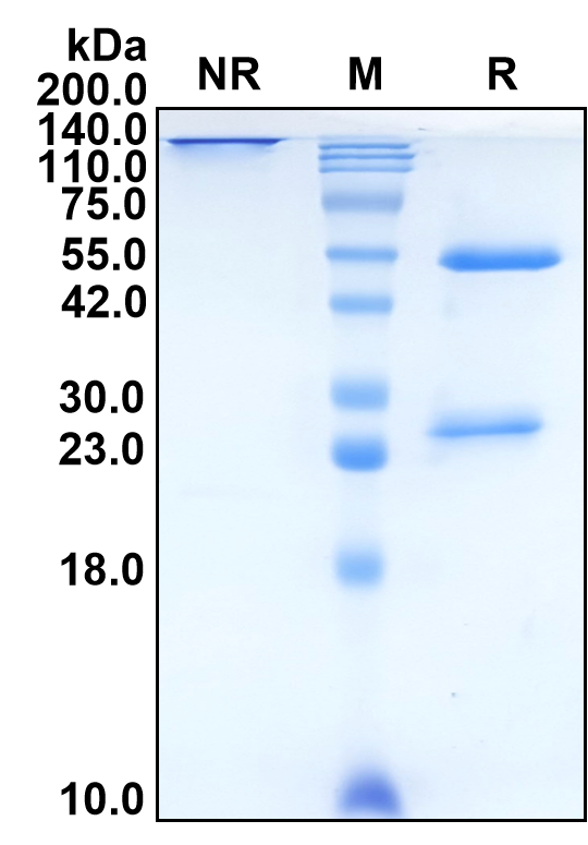 (Robatumumab)Biosimilar Reference Antibody-GS40615