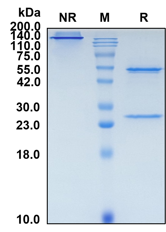 (Finotonlimab)Biosimilar Reference Antibody-GS40268
