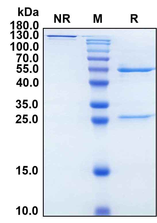 (Roledumab)Biosimilar Reference Antibody-GS40618