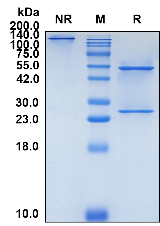 (Etaracizumab)Biosimilar Reference Antibody-GS40243