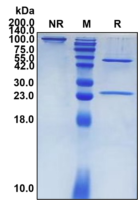 (Etigilimab)Biosimilar Reference Antibody-GS40245