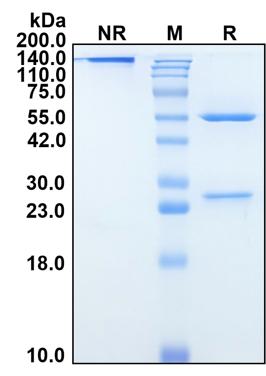 (Rolinsatamab)Biosimilar Reference Antibody-GS40619