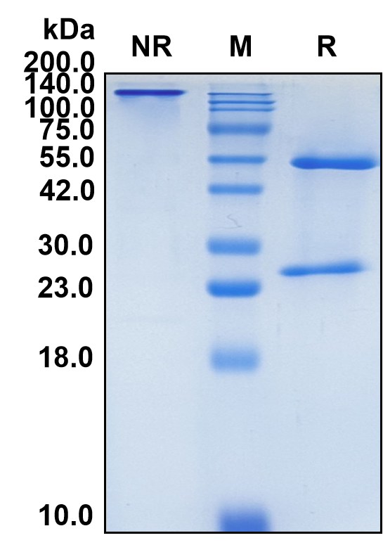 (Etokimab)Biosimilar Reference Antibody-GS40246