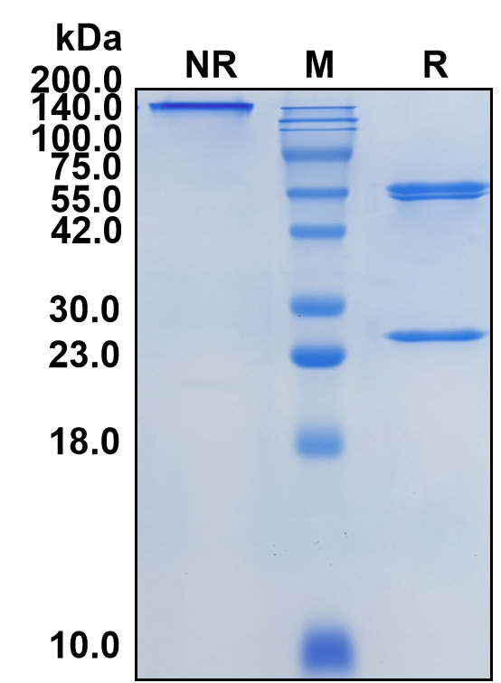 (Gantenerumab)Biosimilar Reference Antibody-GS40291