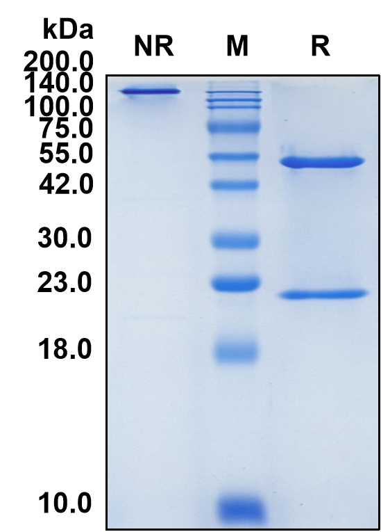 (Exbivirumab)Biosimilar Reference Antibody-GS40253