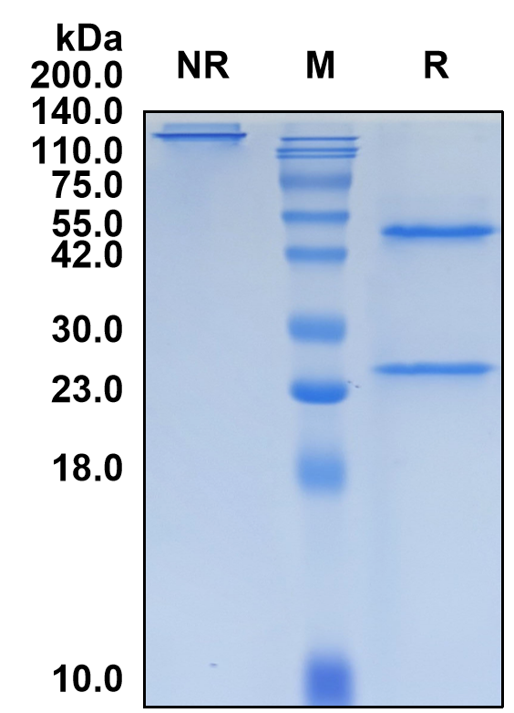 (Ezabenlimab)Biosimilar Reference Antibody-GS40256