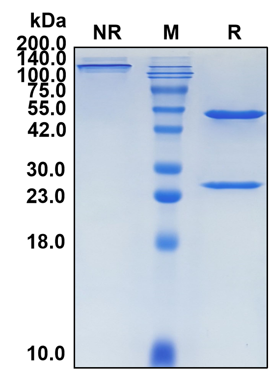 (Foravirumab)Biosimilar Reference Antibody-GS40276