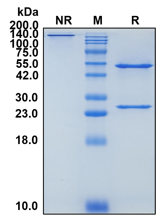 (Foralumab)Biosimilar Reference Antibody-GS40275