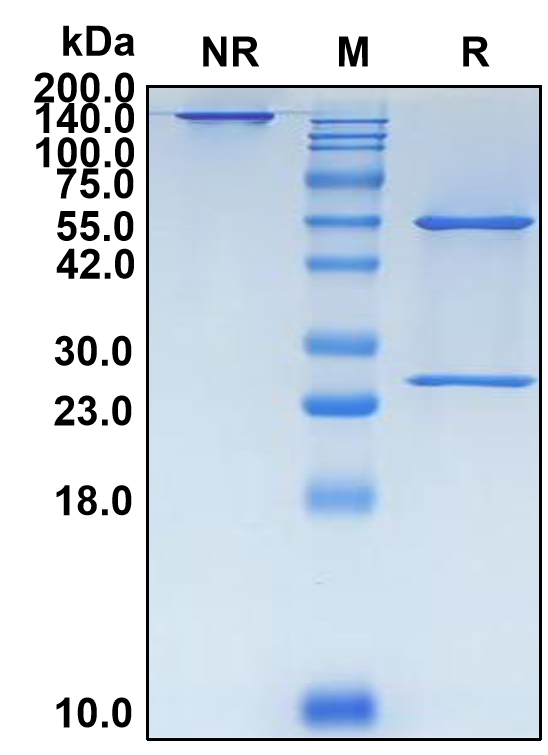 (Firivumab)Biosimilar Reference Antibody-GS40270