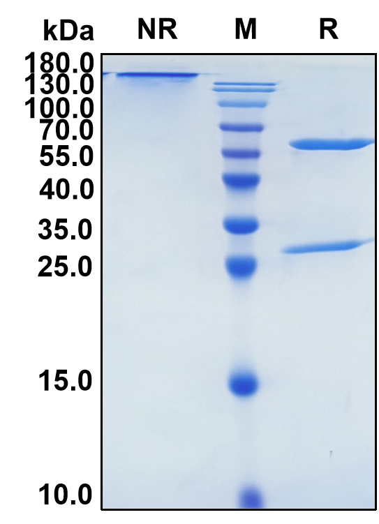 (Farletuzumab)Biosimilar Reference Antibody-GS40258