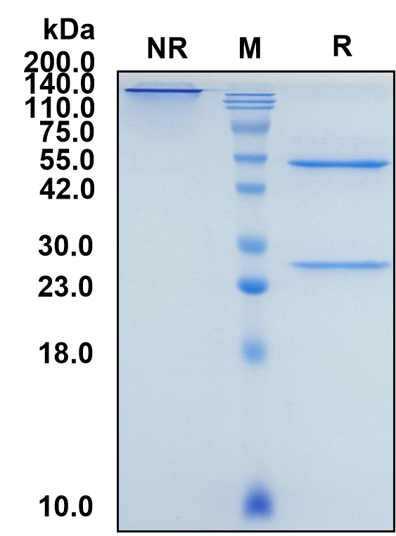 (Frovocimab)Biosimilar Reference Antibody-GS40281