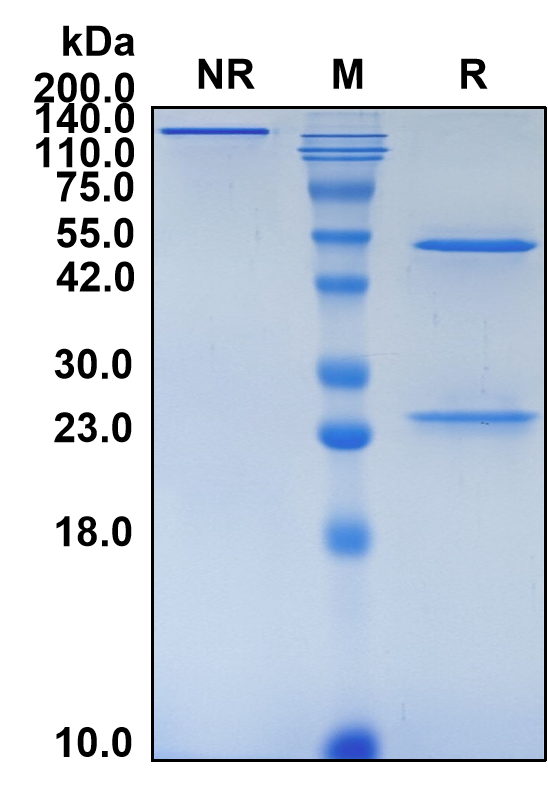 (Fulranumab)Biosimilar Reference Antibody-GS40283