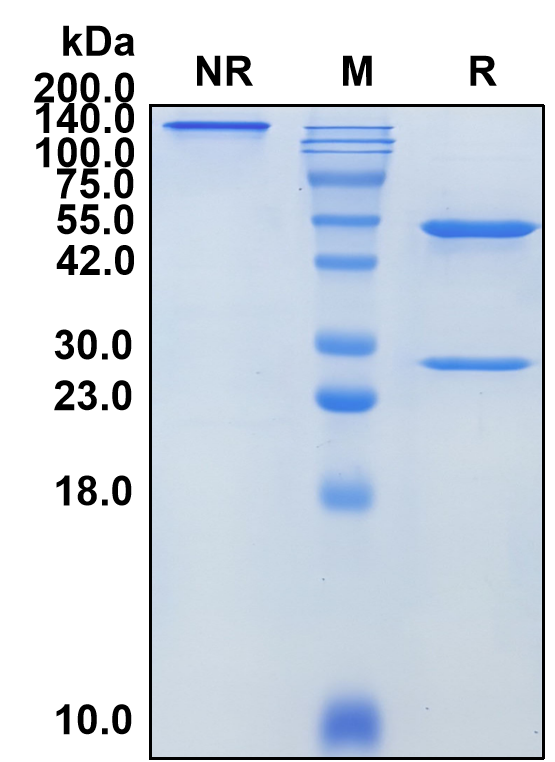 (Galiximab)Biosimilar Reference Antibody-GS40287