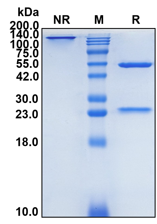 (Guselkumab)Biosimilar Reference Antibody-GS40317