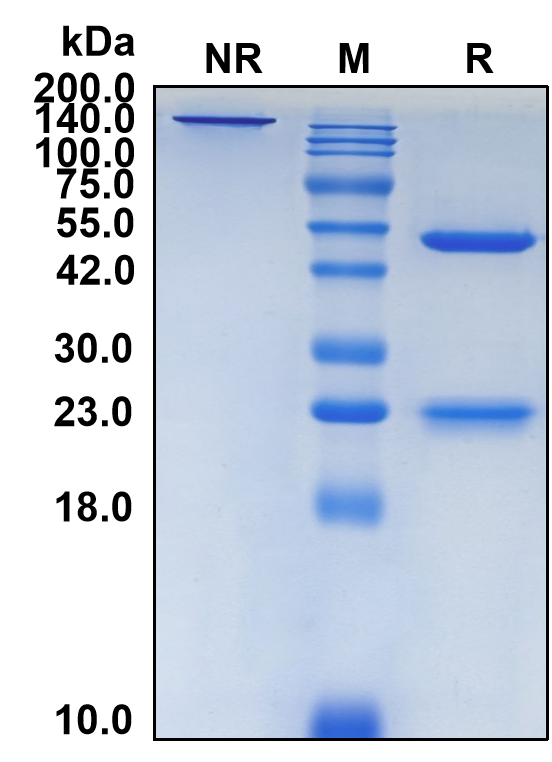 (Giloralimab)Biosimilar Reference Antibody-GS40301