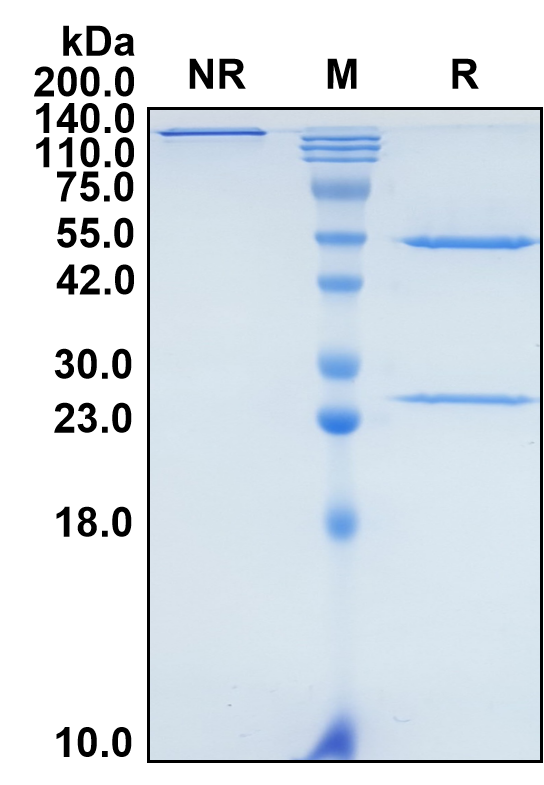 (Garetosmab)Biosimilar Reference Antibody-GS40293