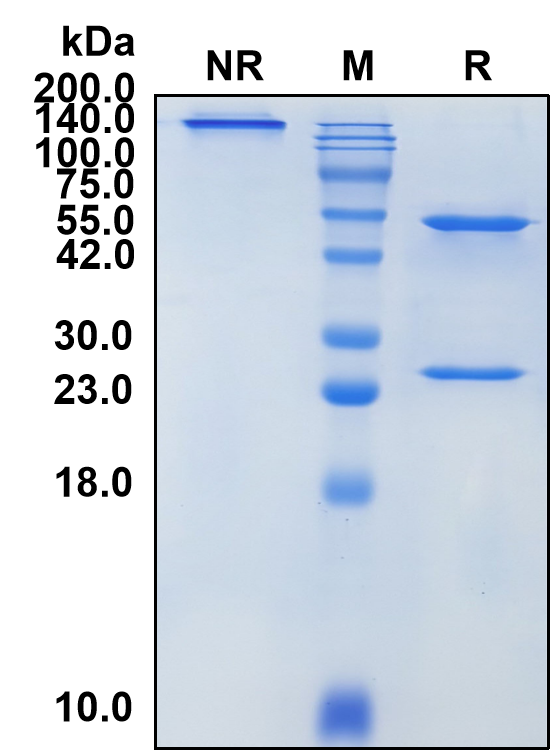 (Garivulimab)Biosimilar Reference Antibody-GS40294