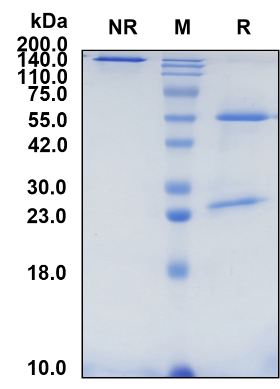 (Ieramilimab)Biosimilar Reference Antibody-GS40325