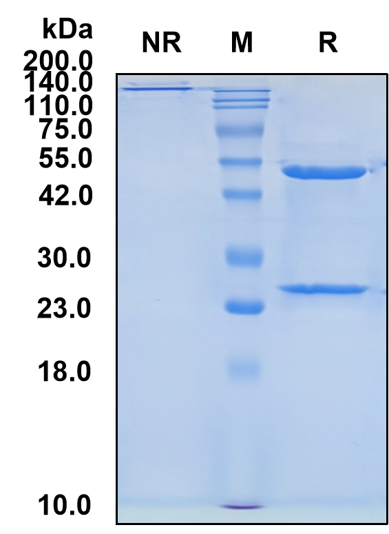 (Gedivumab)Biosimilar Reference Antibody-GS40297
