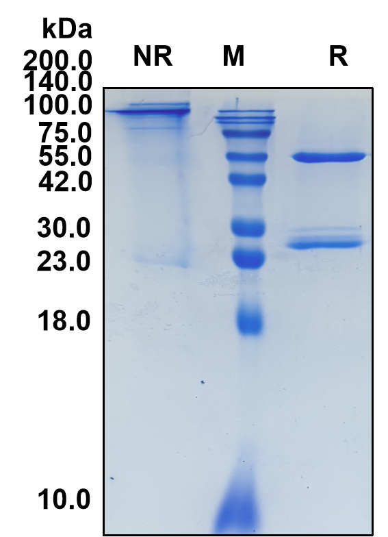 (Gemtuzumab)Biosimilar Reference Antibody-GS40298