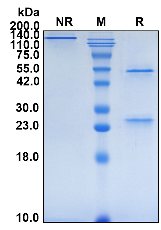 (Gevokizumab)Biosimilar Reference Antibody-GS40300