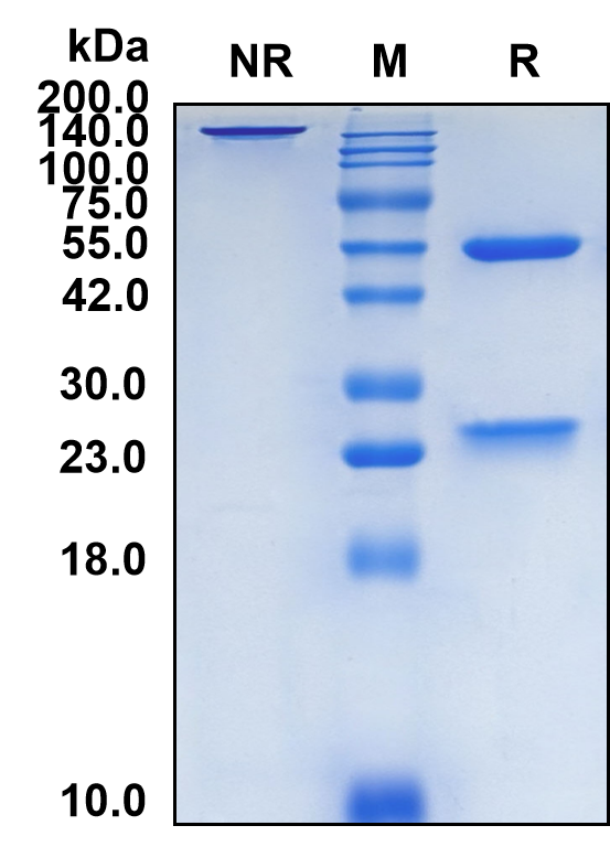 (Gimsilumab)Biosimilar Reference Antibody-GS40303