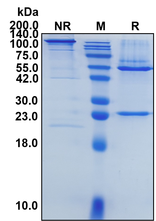(Ifabotuzumab)Biosimilar Reference Antibody-GS40326