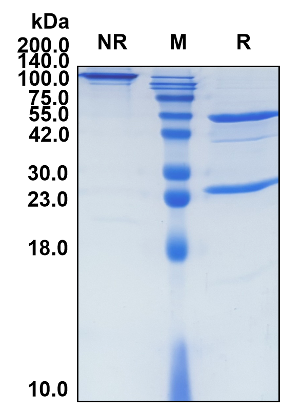 (Girentuximab)Biosimilar Reference Antibody-GS40305