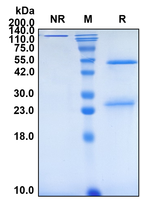 (Glembatumumab)Biosimilar Reference Antibody-GS40306