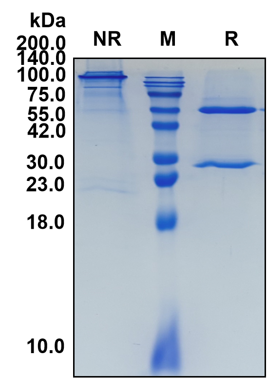 (Indatuximab)Biosimilar Reference Antibody-GS40335