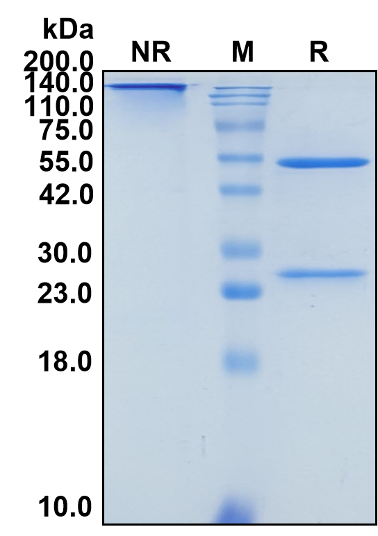 (Intetumumab)Biosimilar Reference Antibody-GS40340