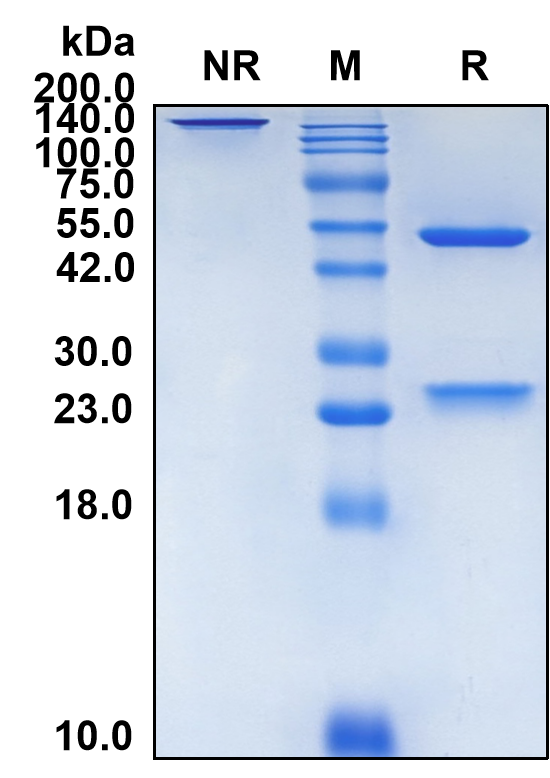 (Golimumab)Biosimilar Reference Antibody-GS40308
