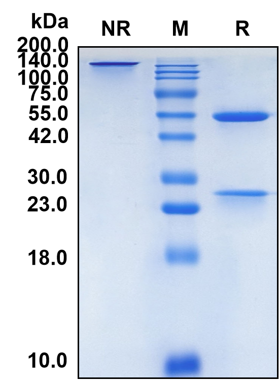 (Golocdacimab)Biosimilar Reference Antibody-GS40309