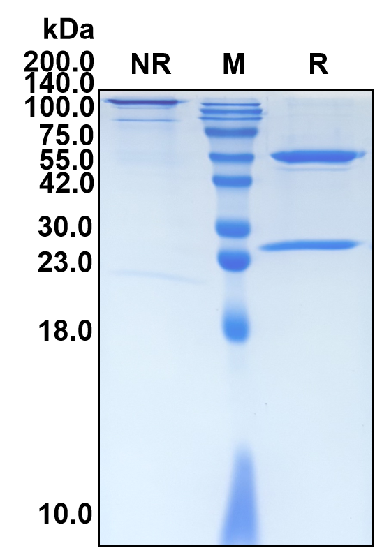 (Ianalumab)Biosimilar Reference Antibody-GS40318