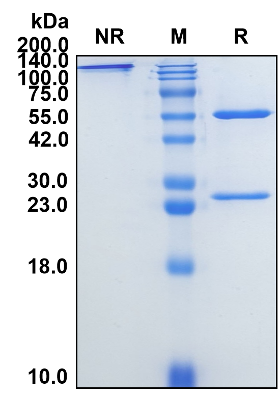 (Icrucumab)Biosimilar Reference Antibody-GS40322