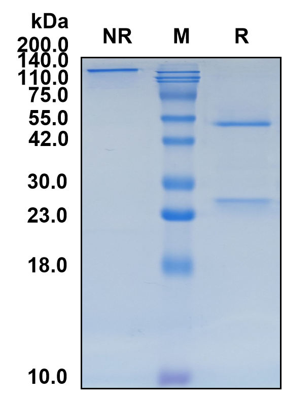(Idactamab)Biosimilar Reference Antibody-GS40323