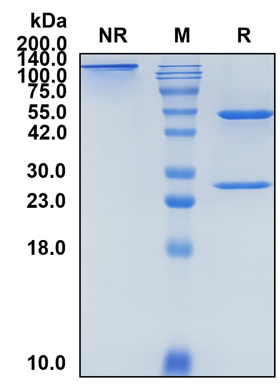 (Iladatuzumab)Biosimilar Reference Antibody-GS40328