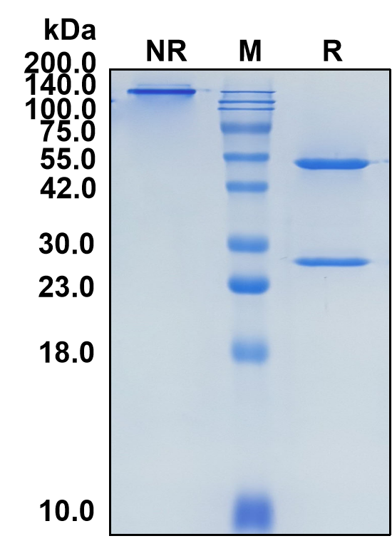(Imalumab)Biosimilar Reference Antibody-GS40330