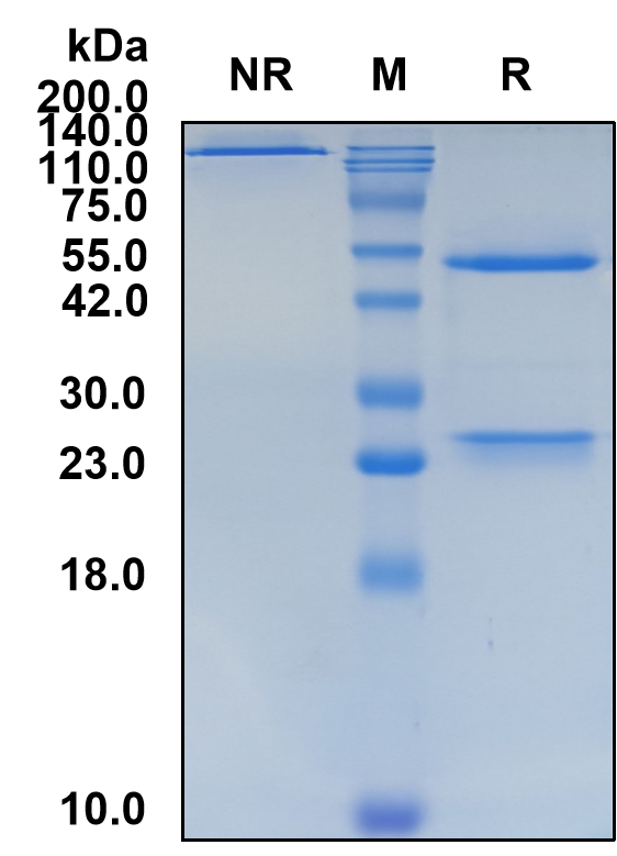 (Imaprelimab)Biosimilar Reference Antibody-GS40331