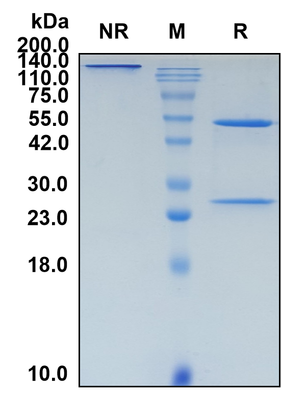 (Indusatumab)Biosimilar Reference Antibody-GS40336