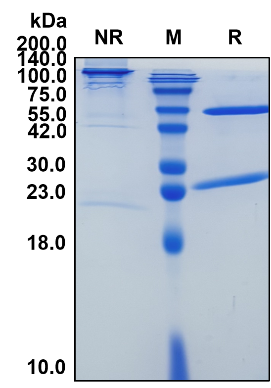 (Ipilimumab)Biosimilar Reference Antibody-GS40342