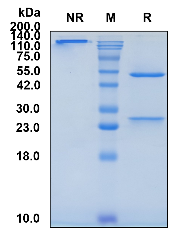 (Iratumumab)Biosimilar Reference Antibody-GS40343