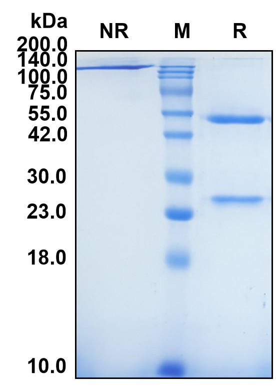 (Lesofavumab)Biosimilar Reference Antibody-GS40377