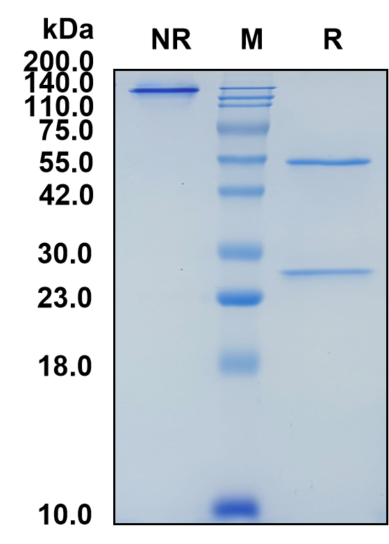 (Lebrikizumab)Biosimilar Reference Antibody-GS40367