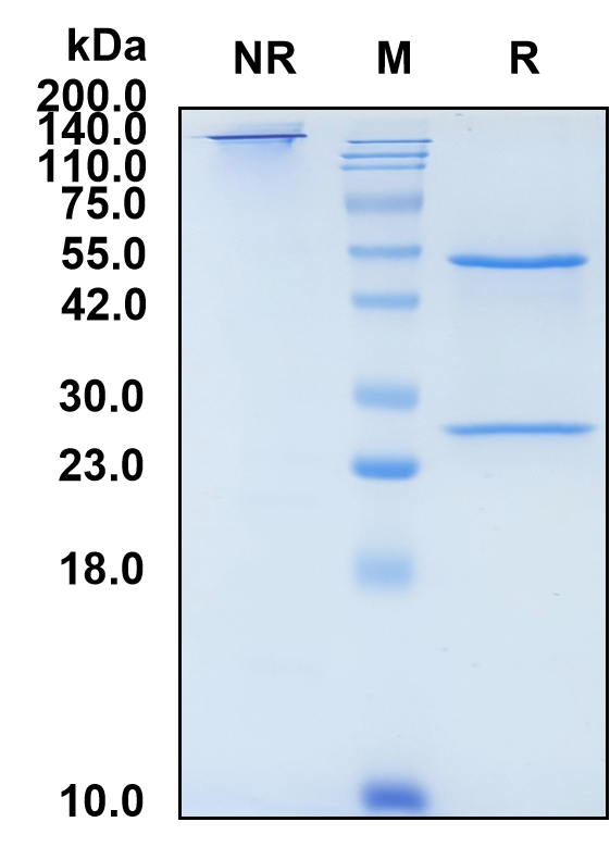 (Ixekizumab)Biosimilar Reference Antibody-GS40350